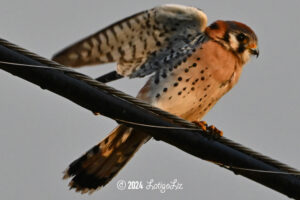 American Kestrel