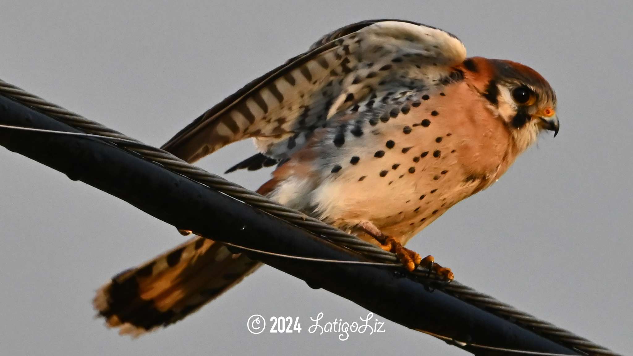 American Kestrel