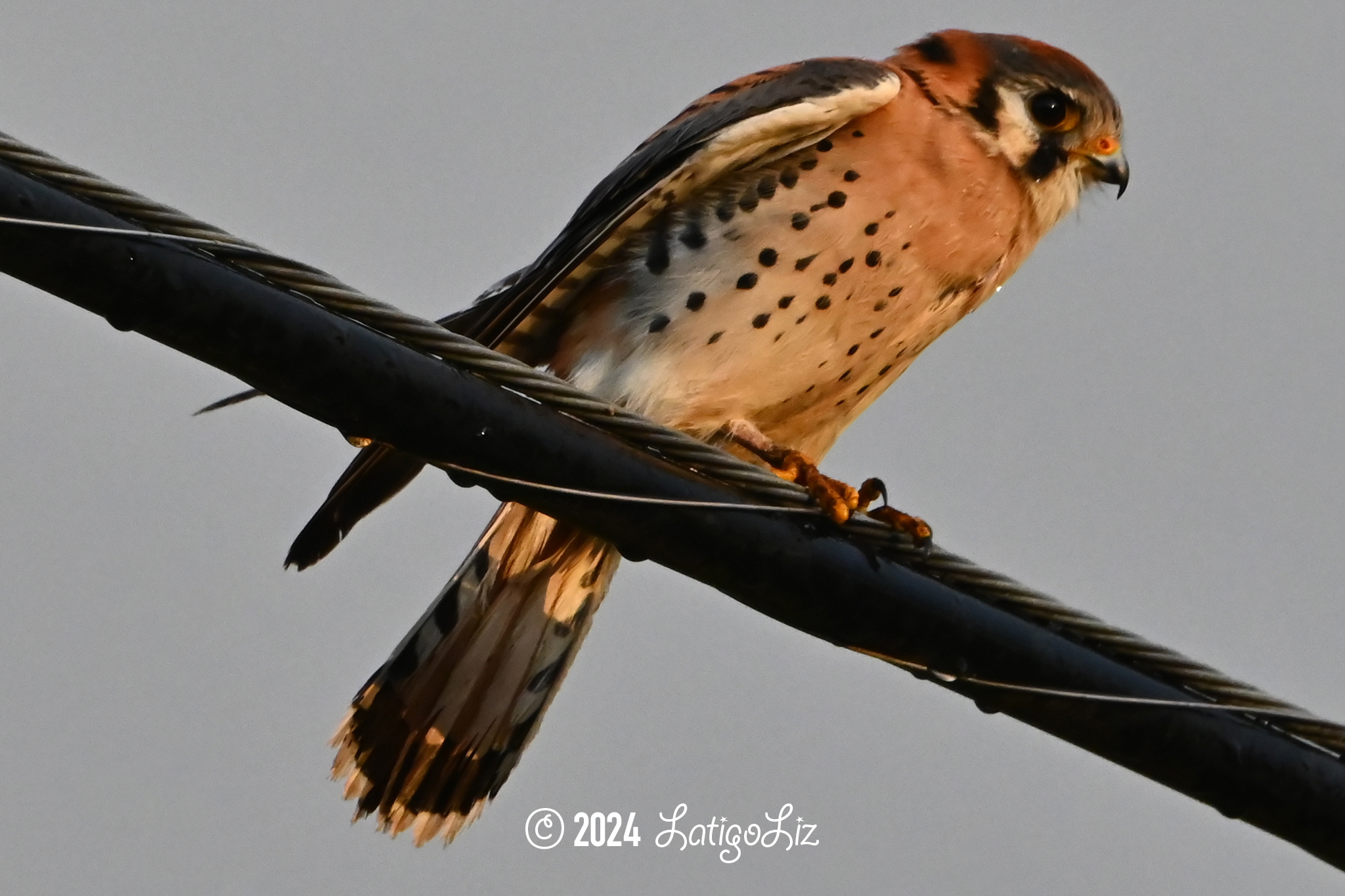 American Kestrel