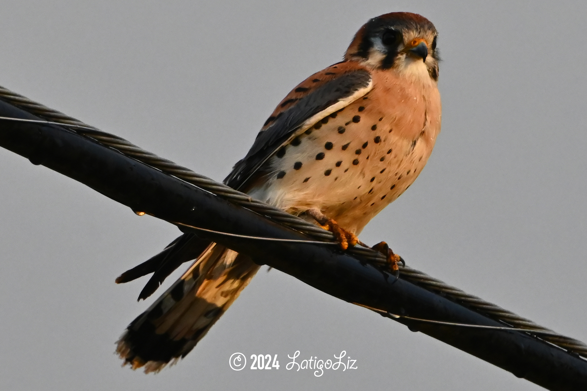 American Kestrel