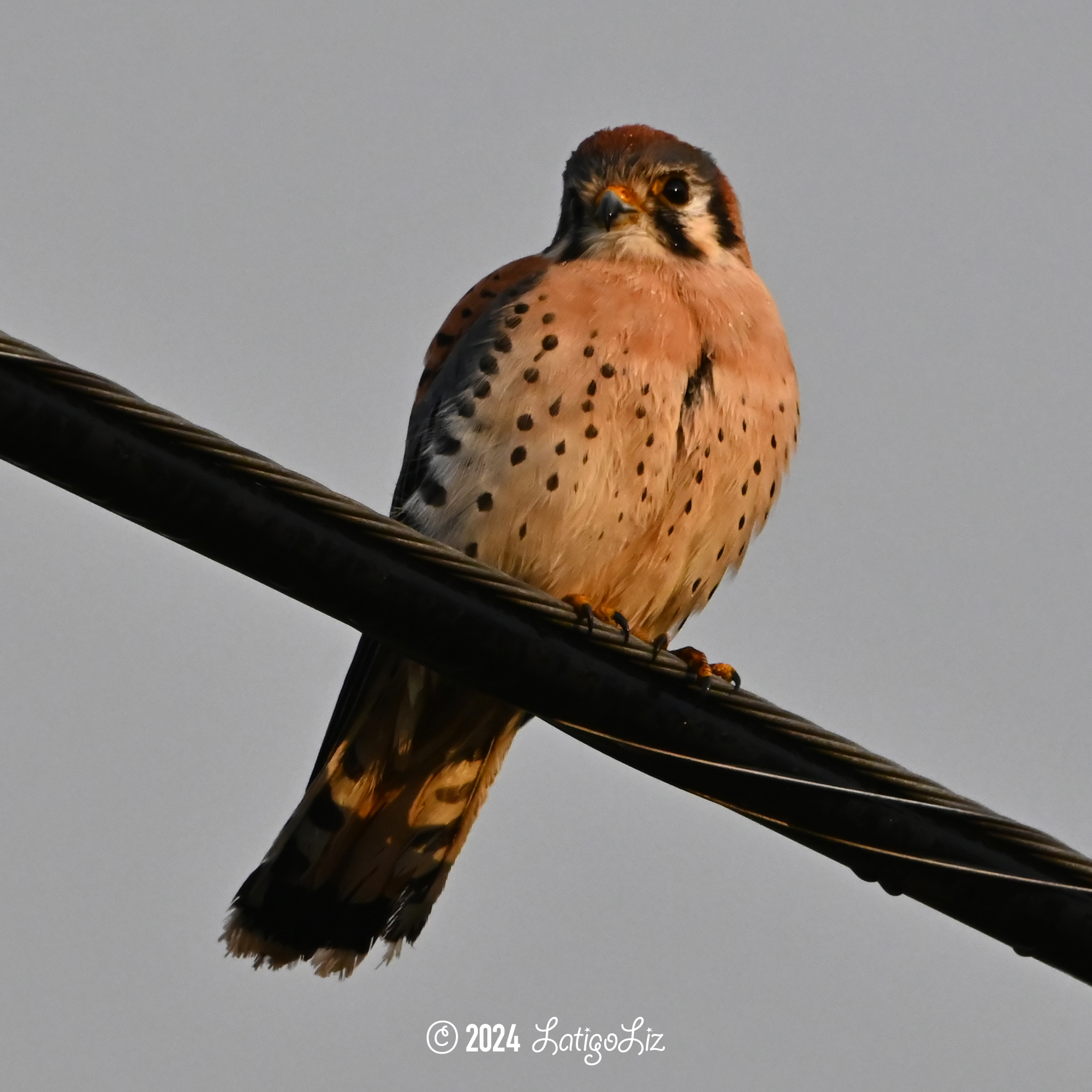 American Kestrel