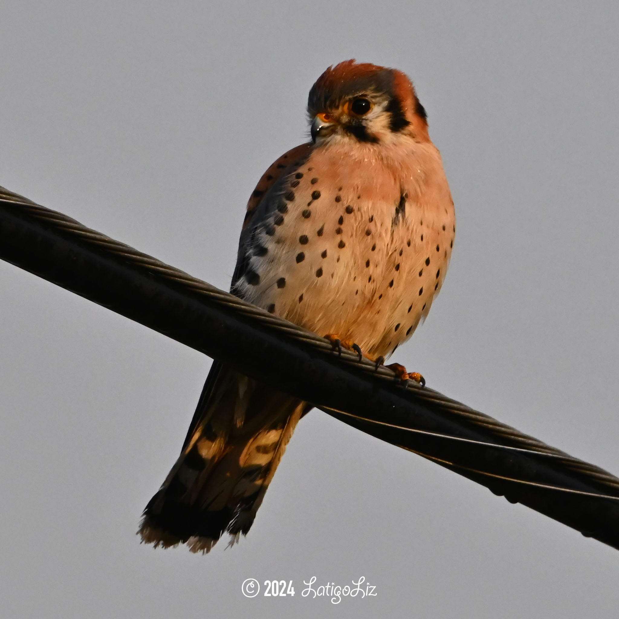 American Kestrel