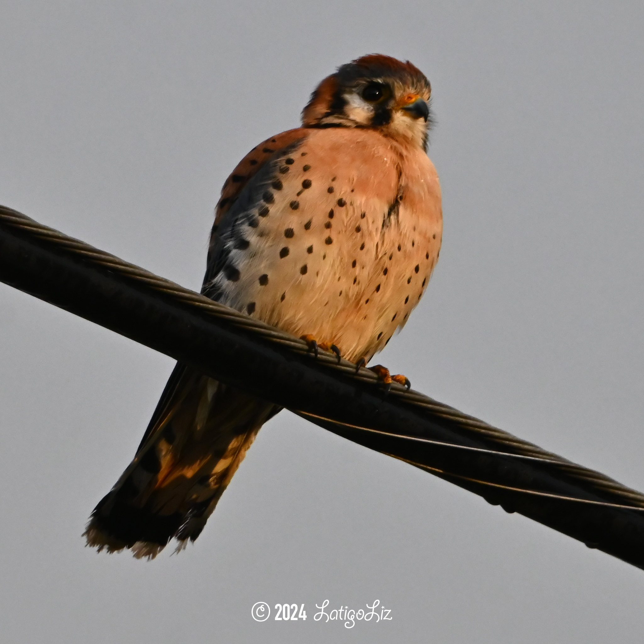 American Kestrel