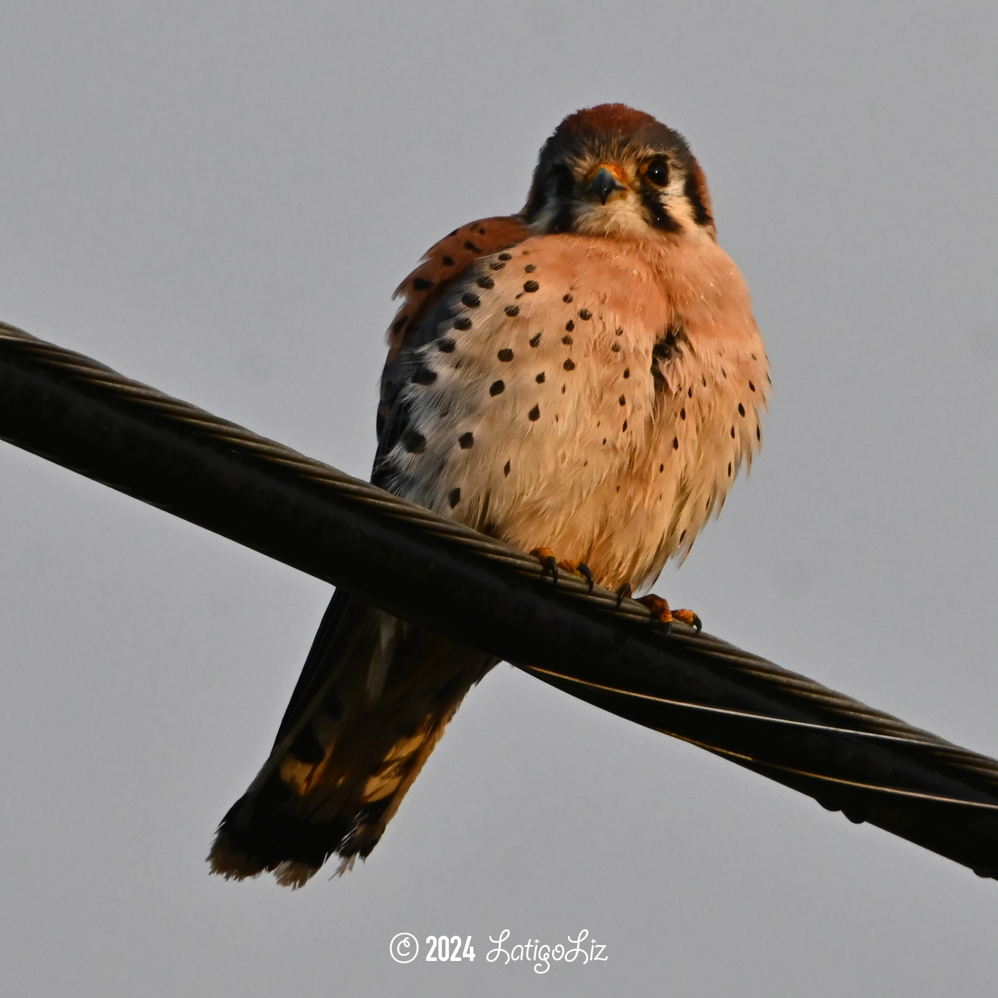 American Kestrel