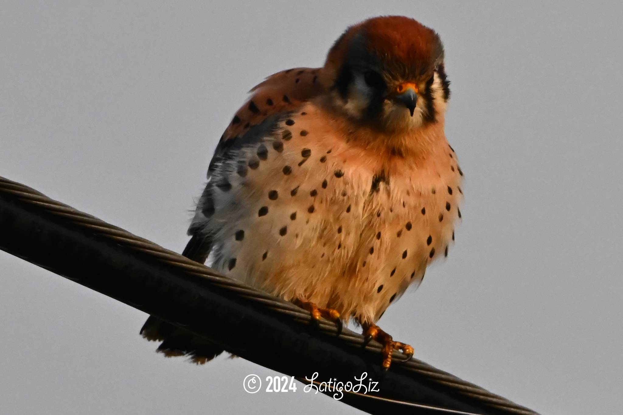 American Kestrel