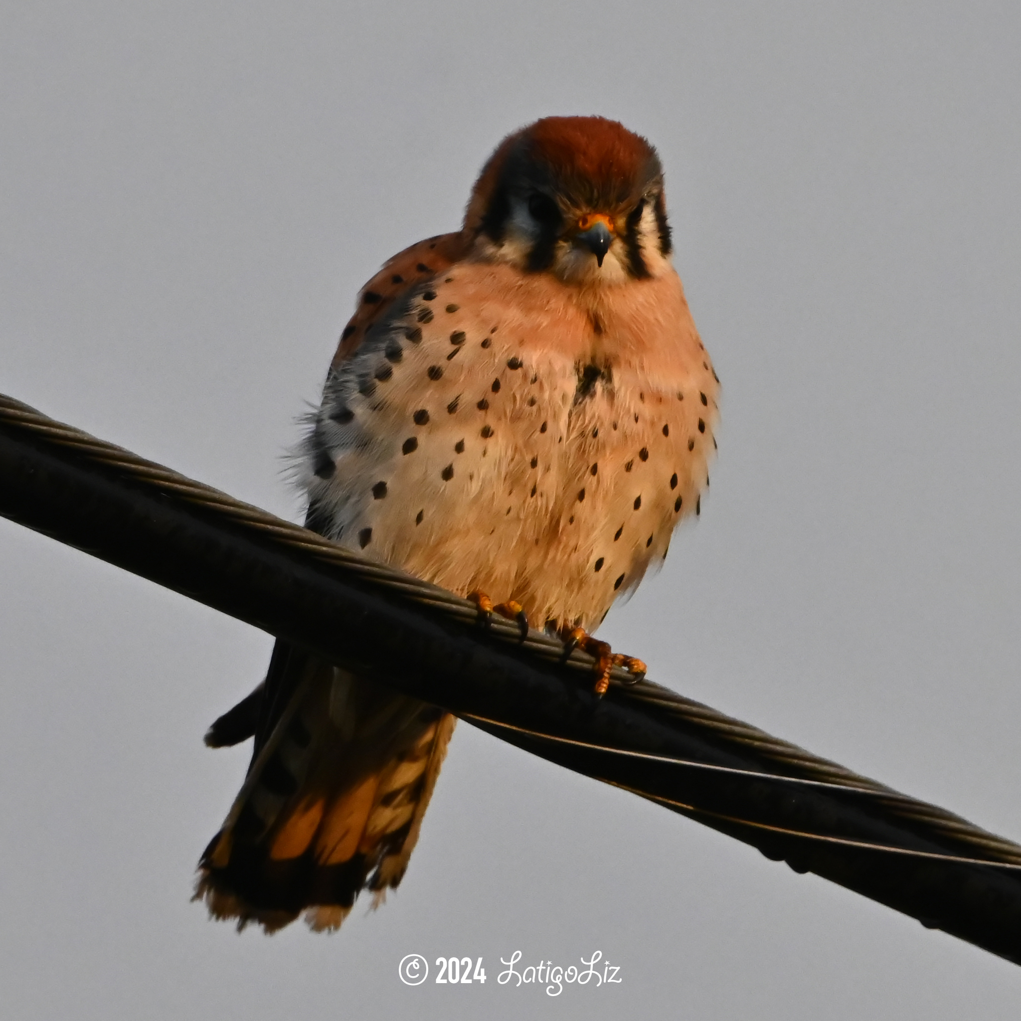 American Kestrel