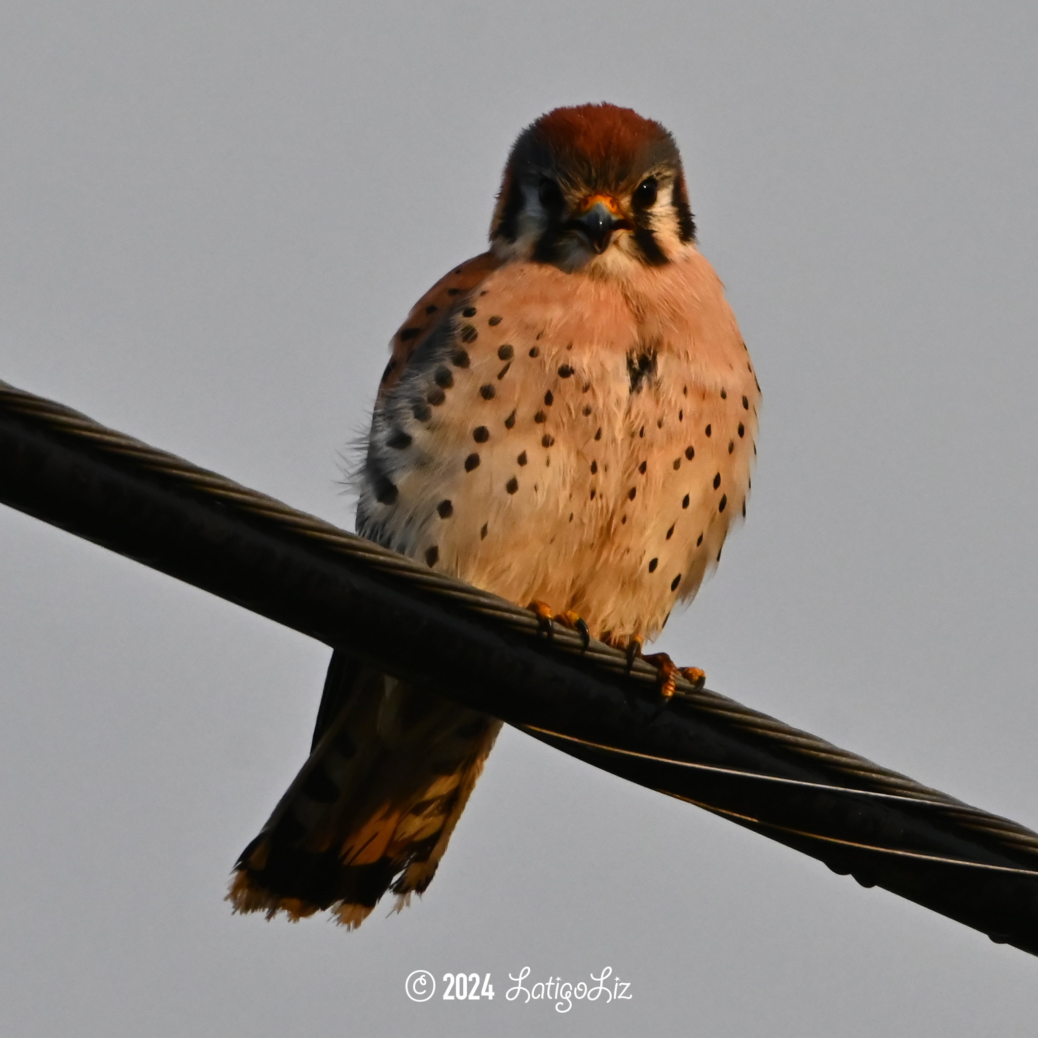 American Kestrel