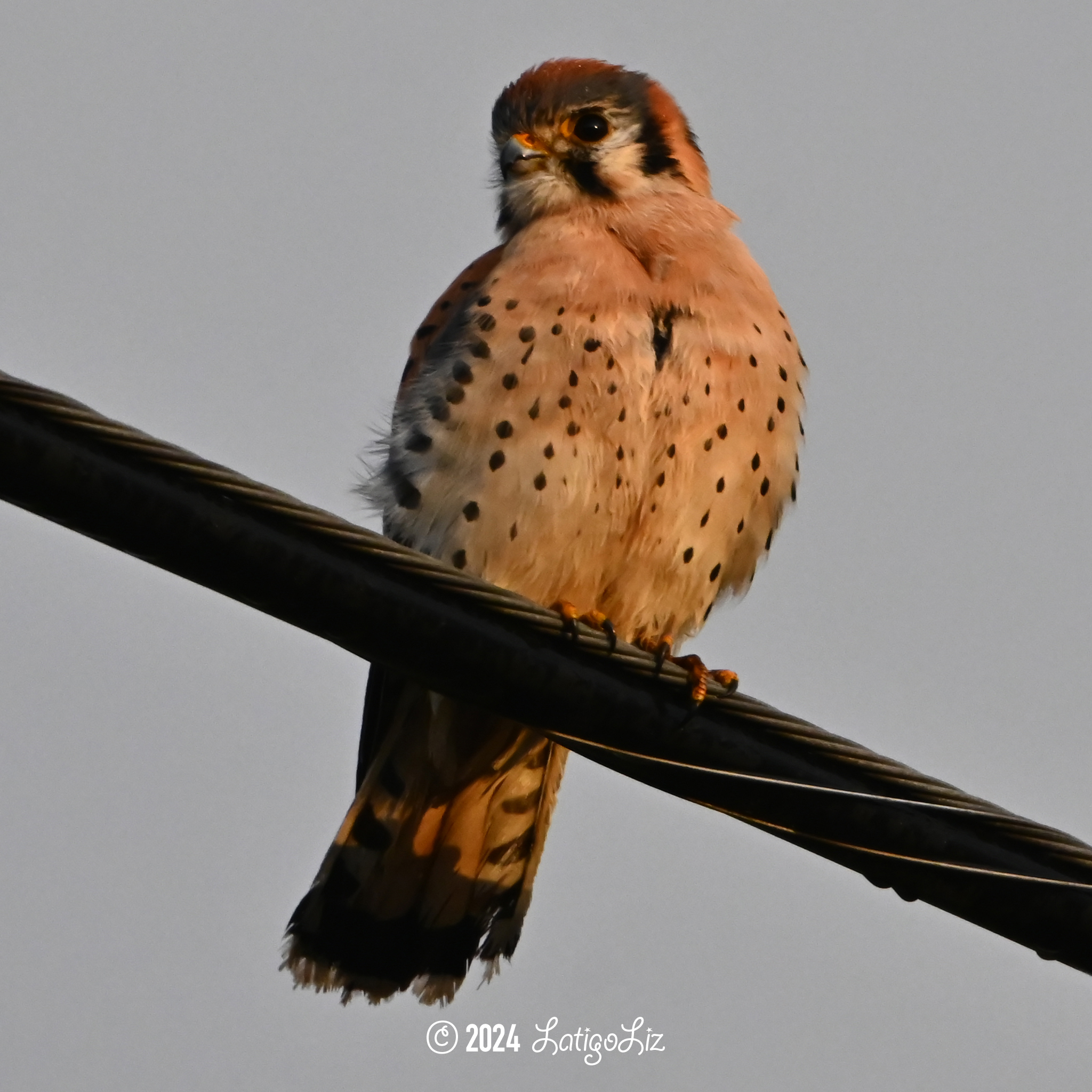 American Kestrel