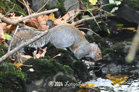 Eastern Gray Squirrel