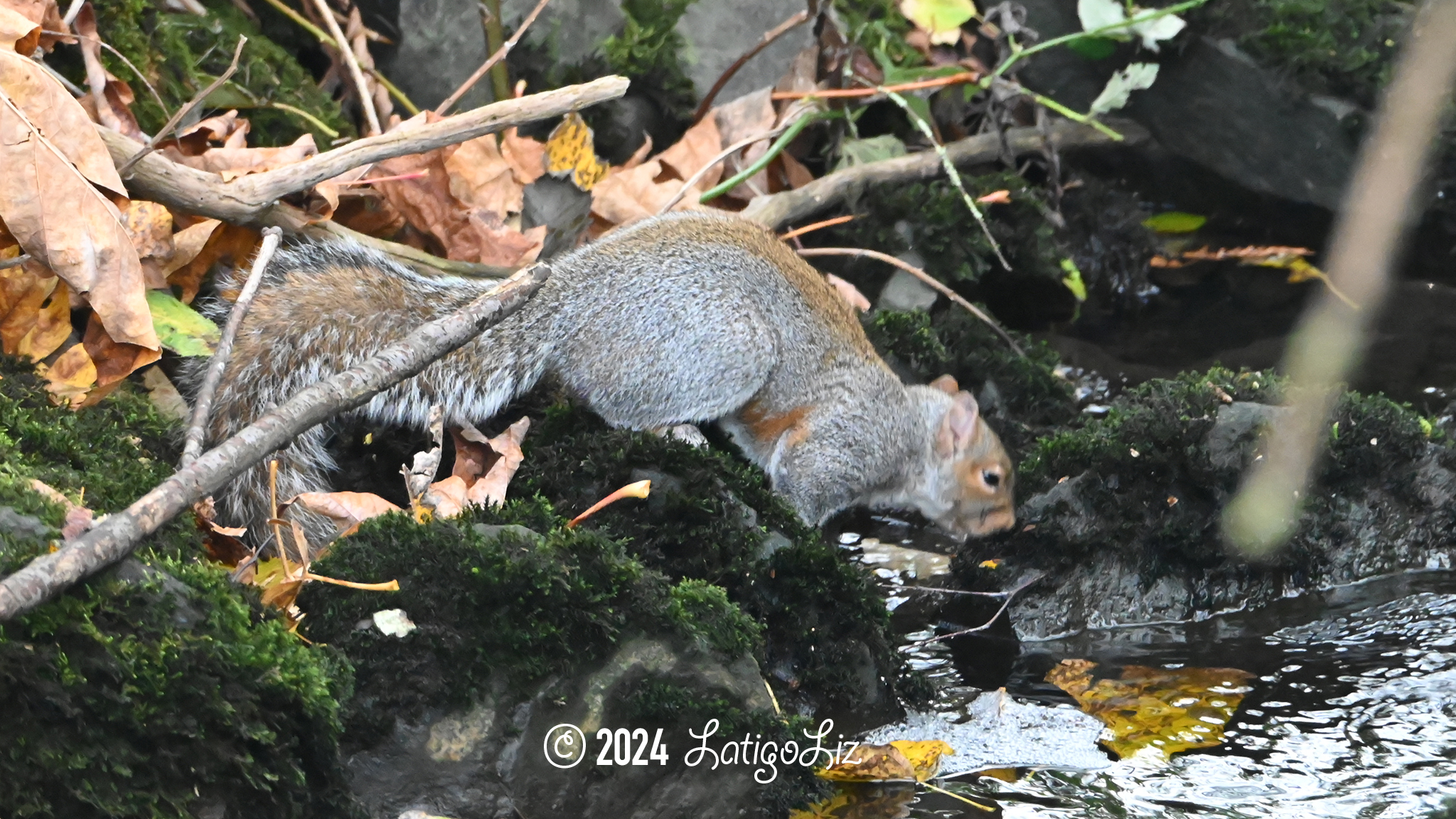 Eastern Gray Squirrel