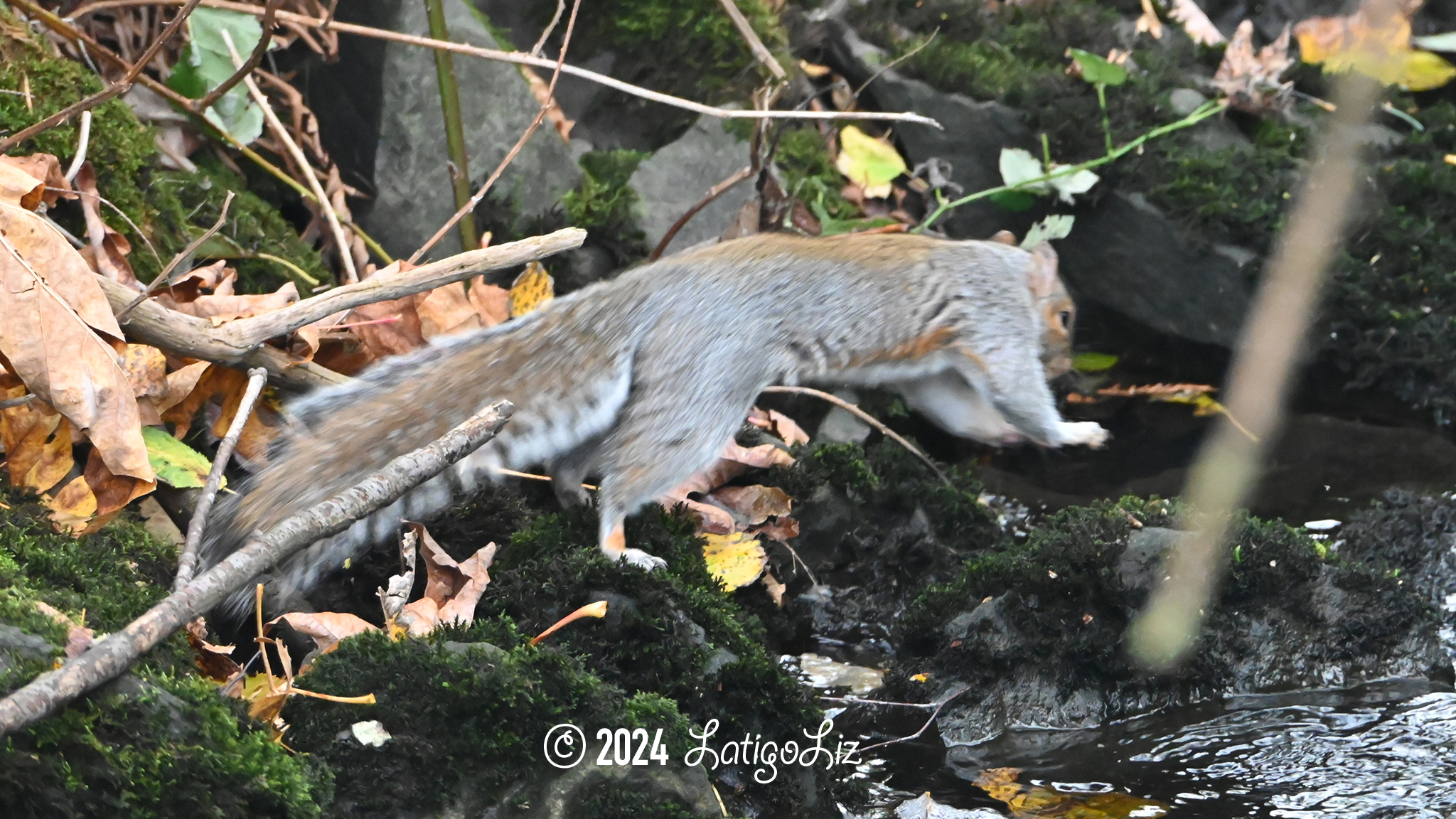 Eastern Gray Squirrel