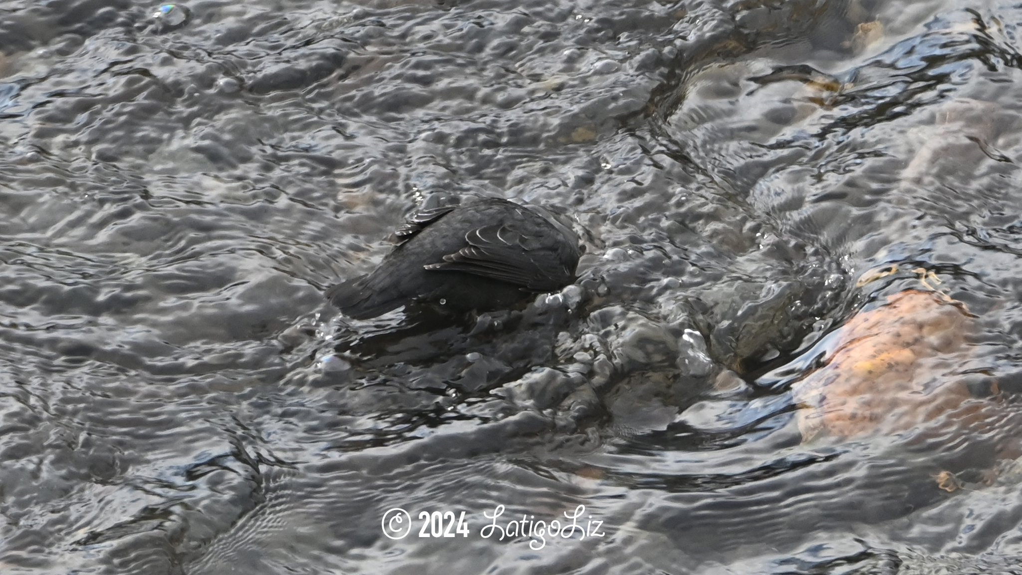 American Dipper