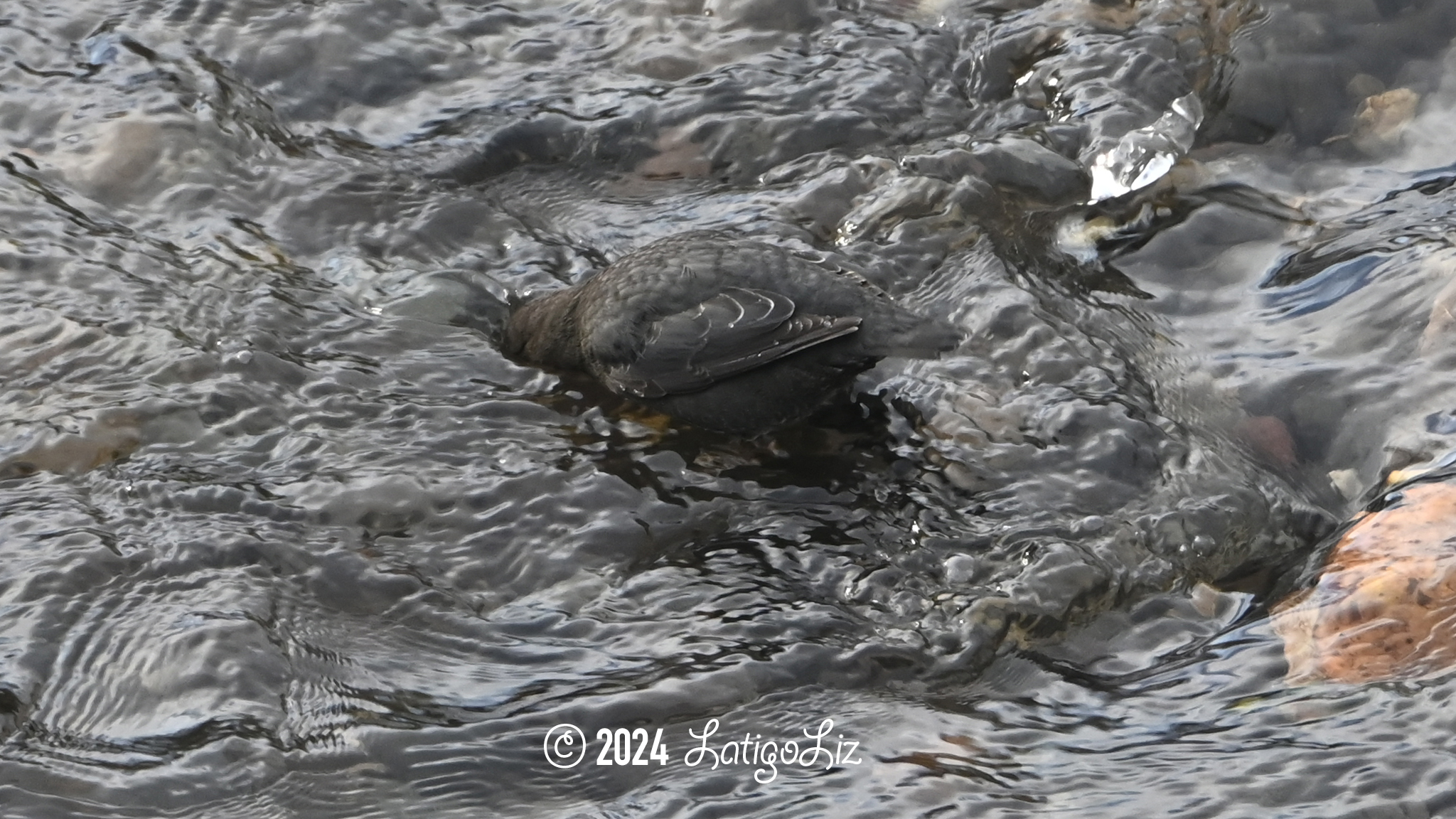 American Dipper