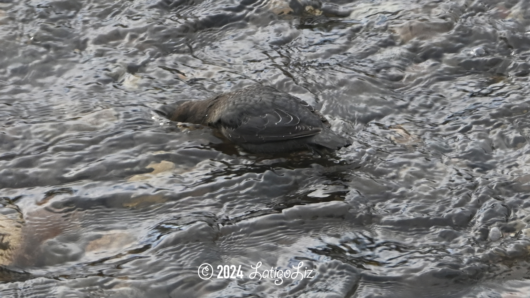 American Dipper