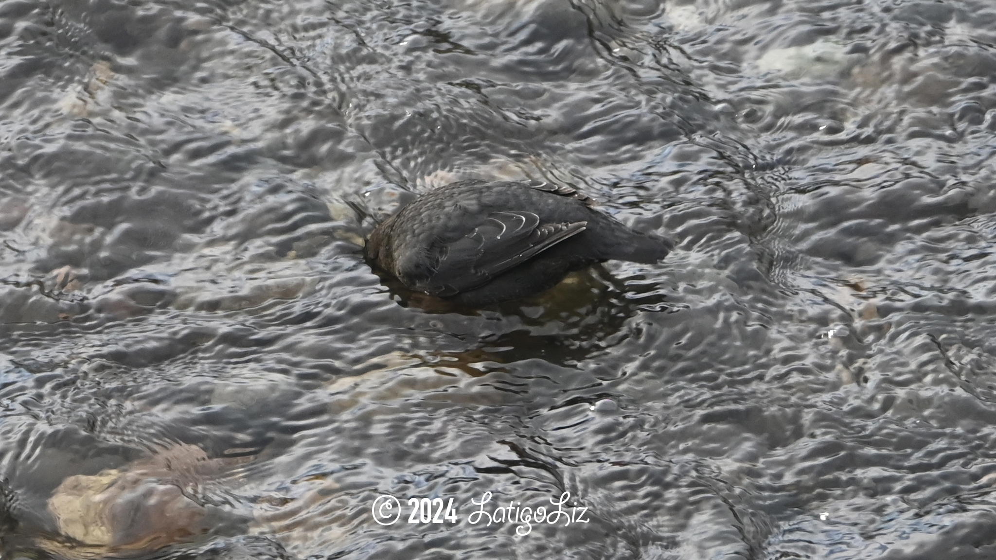 American Dipper