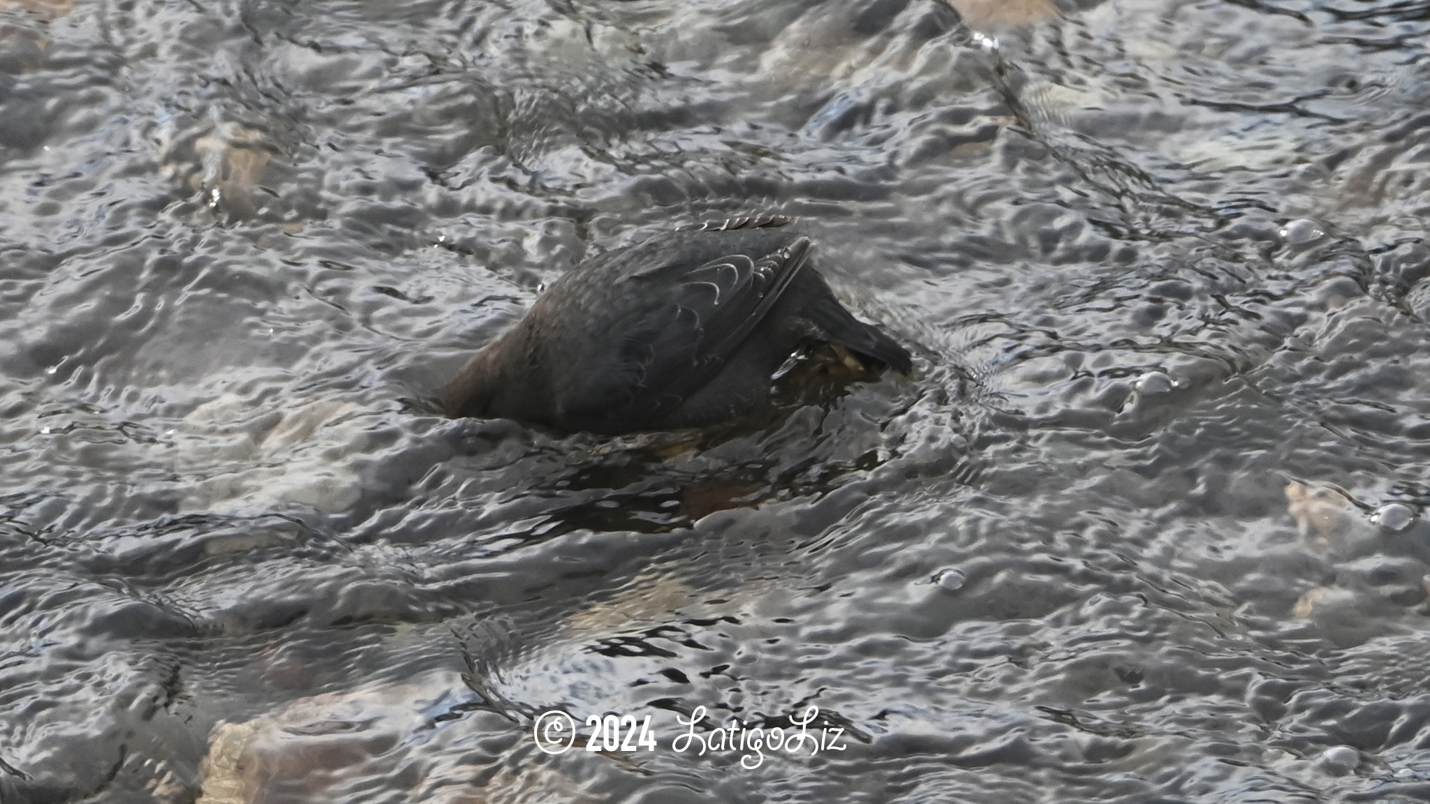 American Dipper