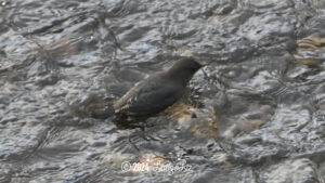 American Dipper