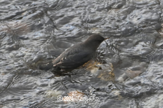 American Dipper