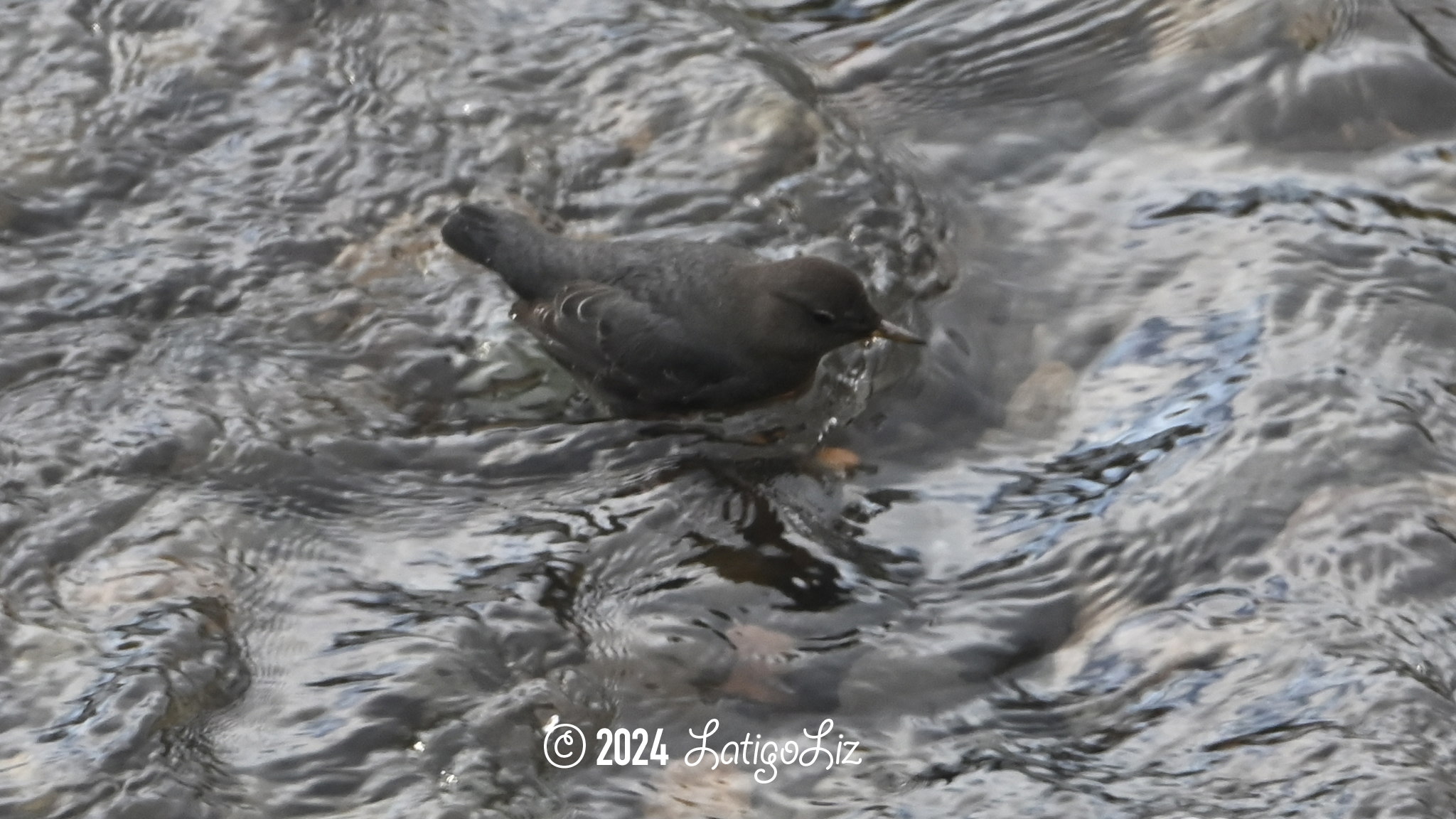 American Dipper