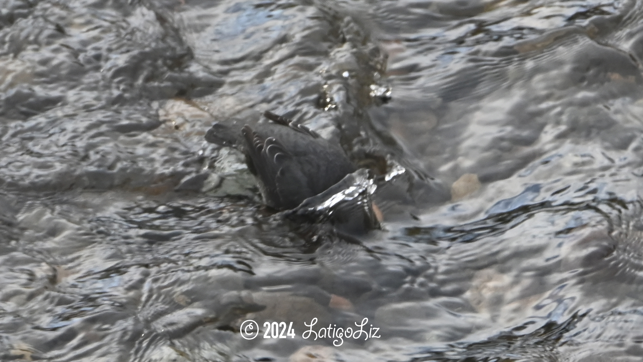 American Dipper